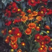 Helenium autumnale 'Helena Red Shades' seeds  - (Autumn Helenium)