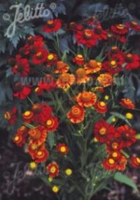 Helenium autumnale 'Helena Red Shades' seeds  - (Autumn Helenium)