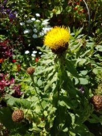 Centaurea macrocephala seeds - ( Giant Knapweed, Armenian Basket)