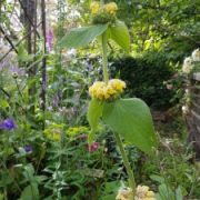 Phlomis russeliana seeds - ( Jerusalem Sage)