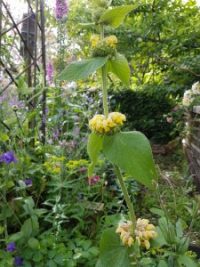 Phlomis russeliana seeds - ( Jerusalem Sage)