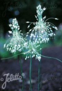 Allium carinatum ssp. pulchellum f. album seeds