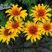 Heliopsis helianthoides var. scabra 'Burning Hearts' seeds -(False Sunflower)