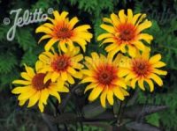 Heliopsis helianthoides var. scabra 'Burning Hearts' seeds -(False Sunflower)