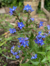 Anchusa capensis 'Blue Angel' seeds - (Summer Forget-me-not)