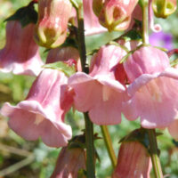 Azorina vidalii  seeds - ( Campanula vidalii, Azores Bellflower)