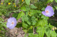 Abutilon vitifolium plants - Image 2