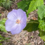 Abutilon vitifolium plants