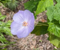 Abutilon vitifolium plants