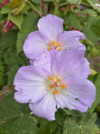Abutilon vitifolium seeds  -( Abutilon, Indian Mallow) - Image 2