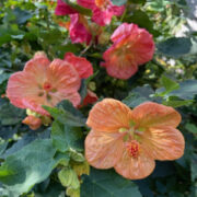 Abutilon x hybridum 'Giant Hybrids' mix seeds - (Flowering Maple)