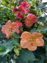 Abutilon x hybridum 'Giant Hybrids' mix seeds - (Flowering Maple)