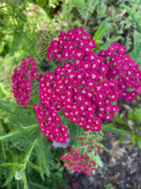 Achillea millefolium 'Cerise Queen' seeds - ( Yarrow)
