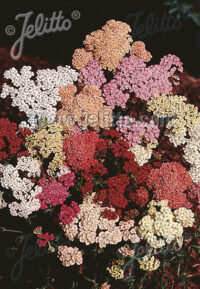 Achillea millefolium 'Colorado' seeds - (Yarrow)