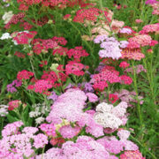 Achillea millefolium 'Favorite Berries' seeds