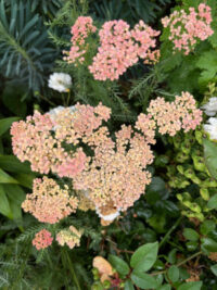 Achillea millefolium 'Favorite Berries' seeds - Image 2