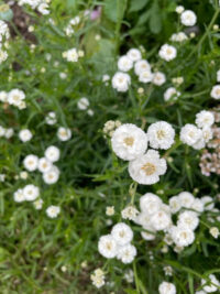 Achillea ptarmica fl. pl. 'Noblessa' seeds - (Yarrow)