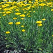 Achillea filipendulina 'Parkers Variety' plants