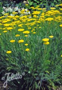 Achillea filipendulina 'Parkers Variety' plants