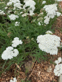 Achillea millefolium 'Proa' seeds