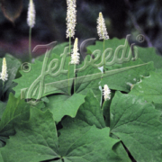 Achlys triphylla seeds - ( Vanilla leaf, Deer Foot,Sweet After Life)