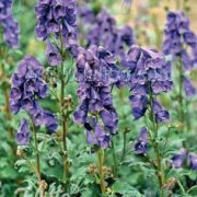 Aconitum carmichaelii Arendsii-Group seeds - ( Monkshood, Chinese Aconite)