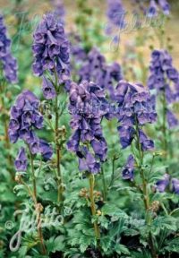 Aconitum carmichaelii Arendsii-Group seeds - ( Monkshood, Chinese Aconite)