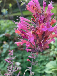 Agastache rupestris 'Apache Sunset '  seeds - ( Sunset hyssop) - Image 2