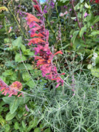 Agastache rupestris 'Apache Sunset '  seeds - ( Sunset hyssop) - Image 3