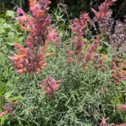 Agastache rupestris 'Apache Sunset '  seeds - ( Sunset hyssop)