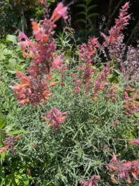 Agastache rupestris 'Apache Sunset '  seeds - ( Sunset hyssop)