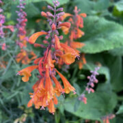 Agastache aurantiaca 'Apricot Sprite' seeds - (Hyssop-Anise)