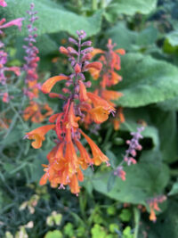 Agastache aurantiaca 'Apricot Sprite' seeds - (Hyssop-Anise)