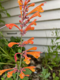 Agastache aurantiaca 'Apricot Sprite' seeds - (Hyssop-Anise) - Image 2