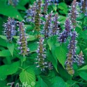 Agastache rugosa 'Korean Zest' seeds - (Korean Mint)