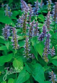Agastache rugosa 'Korean Zest' seeds - (Korean Mint)