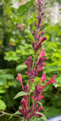 Agastache  aurantiaca 'Raspberry Daiquiri' seeds _( Anise Hyssop)
