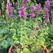 Agastache pallidiflora ssp neomexicana 'Rose Mint' Plants