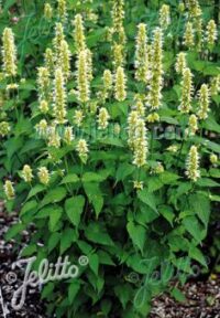 Agastache rugosa f.  albiflora seeds -  ( White  Anis Hyssop)