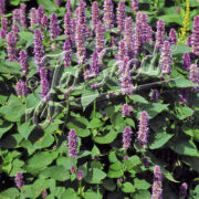 Agastache rugosa 'Liquorice Blue' seeds - (Blue Spike)