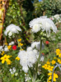 Ageratum houstonianum 'Dondo White seeds - ( Floss Flower)