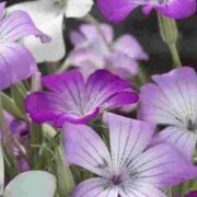 Agrostemma githago 'Queen Mix' seeds  - ( Corncockle)