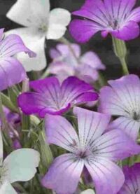 Agrostemma githago 'Queen Mix' seeds  - ( Corncockle)
