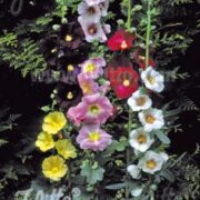 Alcea ficifolia 'Happy Lights 'Plants