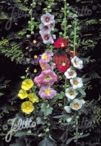 Alcea ficifolia 'Happy Lights 'Plants