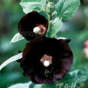 Alcea rosea var nigra 'Jet Black'  seeds- ( Hollyhock)