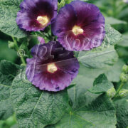 Alcea Rosea-Hybr Spotlight Series 'Purple Rain' seeds - ( Hollyhock)