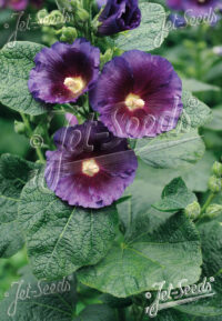 Alcea Rosea-Hybr Spotlight Series 'Purple Rain' seeds - ( Hollyhock)