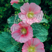 Alcea rosea-Hybr Spotlight Series 'Radiant Rose' seeds - (Hollyhock)