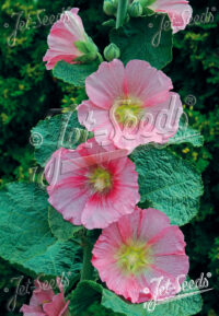 Alcea rosea-Hybr Spotlight Series 'Radiant Rose' seeds - (Hollyhock)